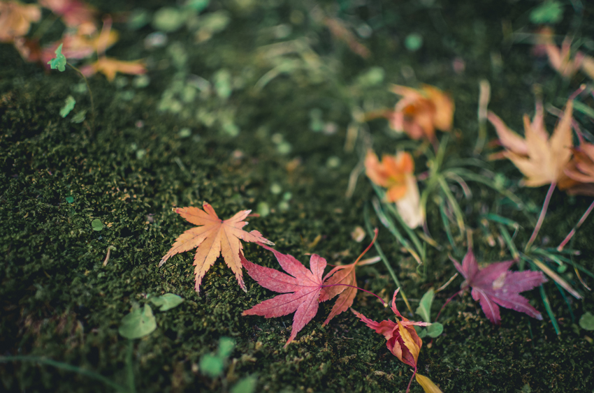 Photo of Japanese Maple leaves