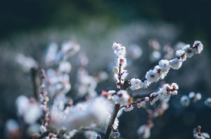 Photo of Plum Blossoms in Japan