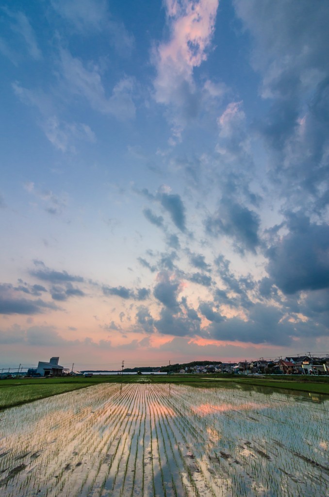 Photo of rice fields