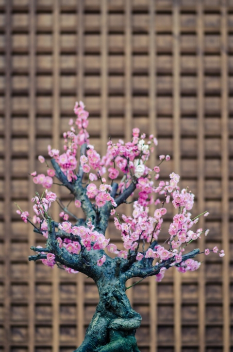 bonsai tree in Japan