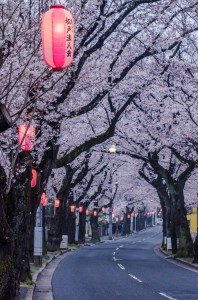 Photo of cherry blossom street in Japan