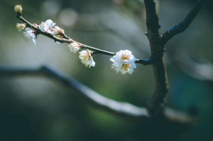Plum Blossoms in Tokyo