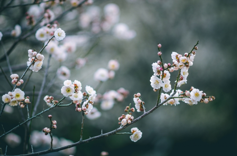 Plum blossoms in Tokyo