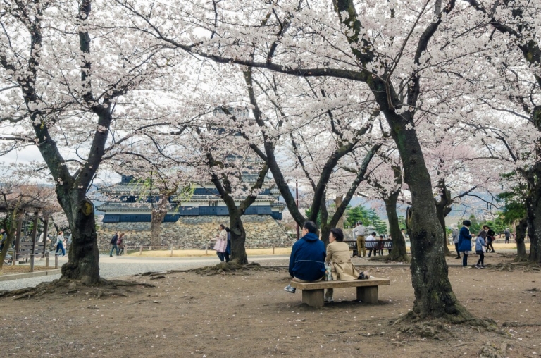 People sitting beneath Cherry Blossoms