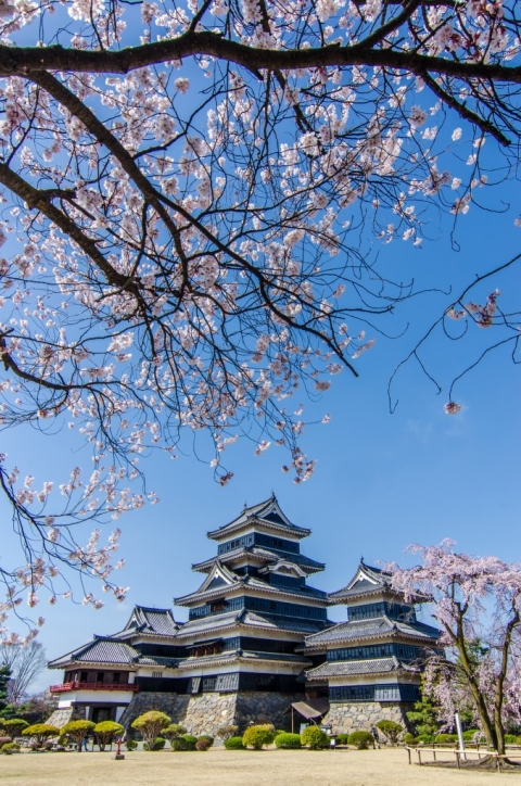 Photo of Matsumoto Castle and Cherry Blossoms