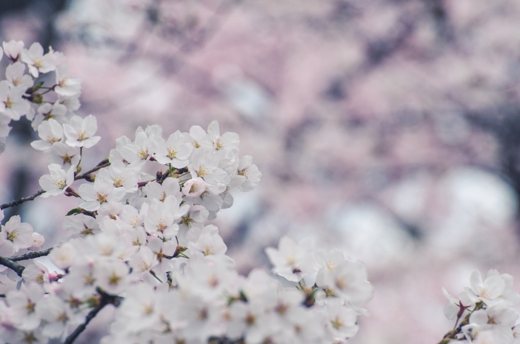 Photo of Somei Yoshino Cherry Blossoms