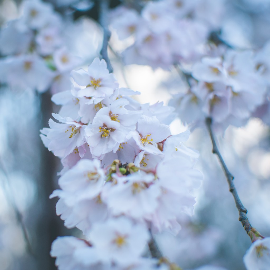 Photo of weeping cherry blossoms