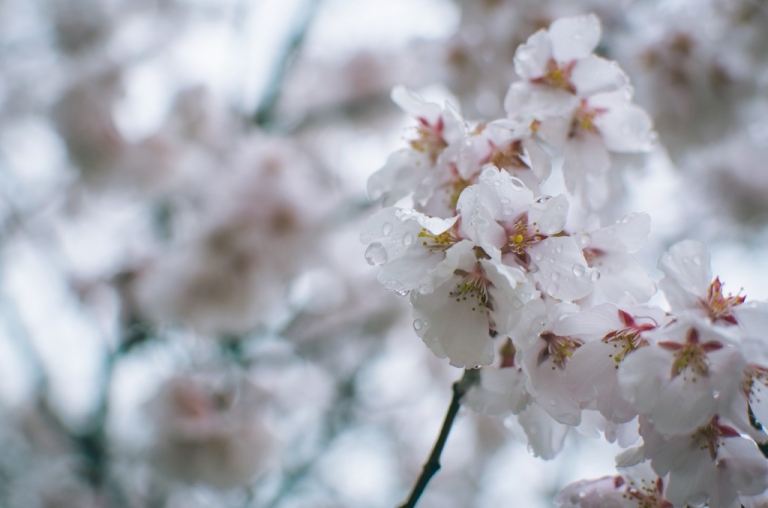 Photo of wet Cherry Blossoms