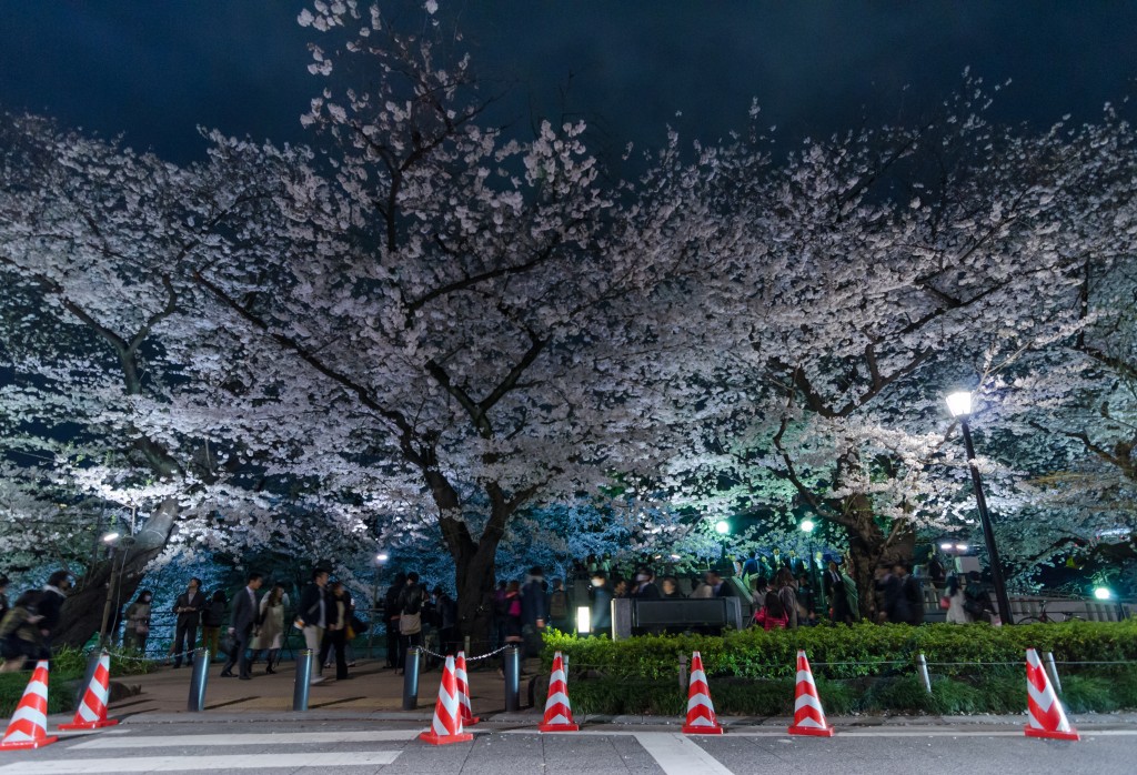 Street with cherry blossoms in Japan