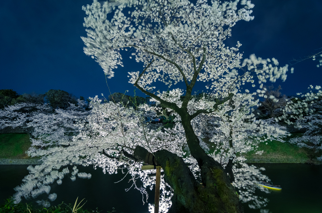Cherry Blossom at full bloom