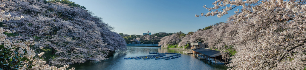 Cherry Blossom panorama