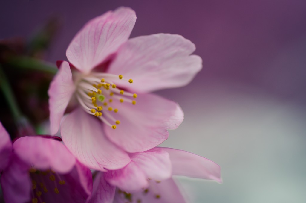 Photo of Kawazu Cherry Blossom