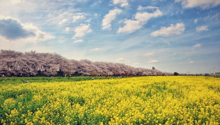 Photo of Satte Japan
