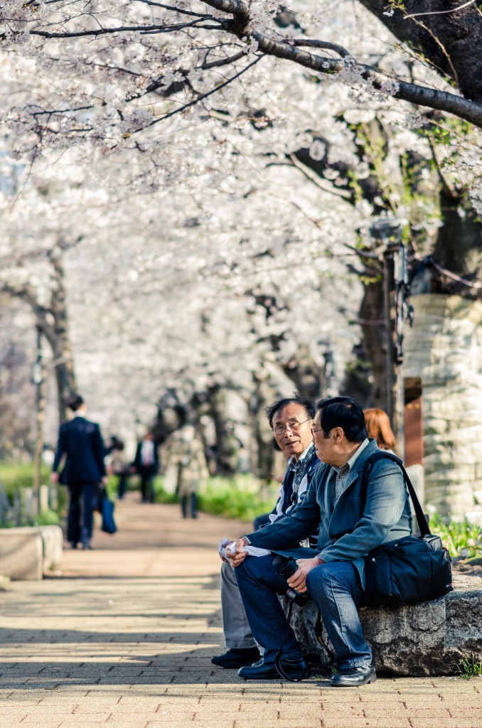 Photo of people sitting beneath sakura