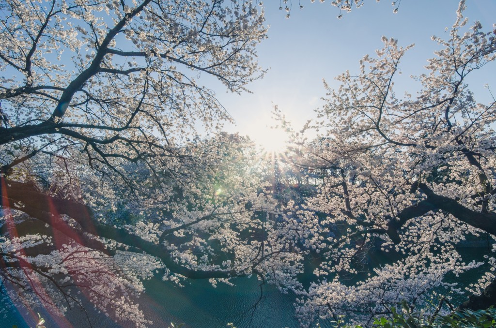Photo of cherry blossoms in the morning