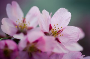 Macro of Cherry Blossoms