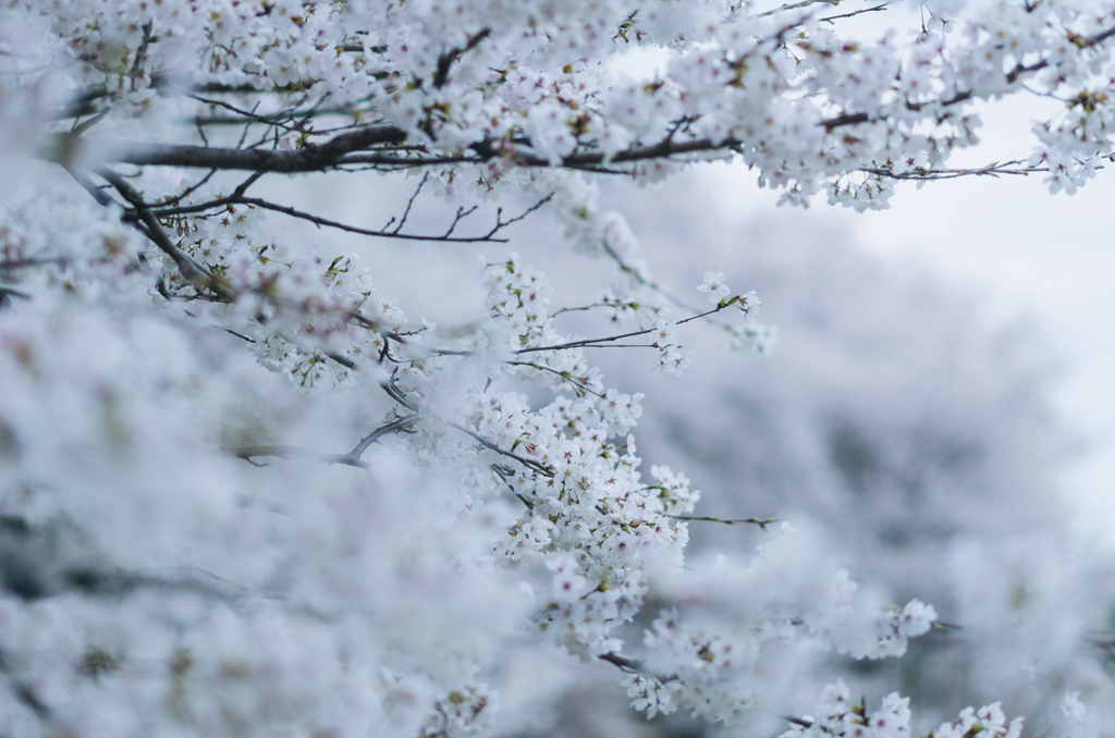 photo of cherry blossom branches