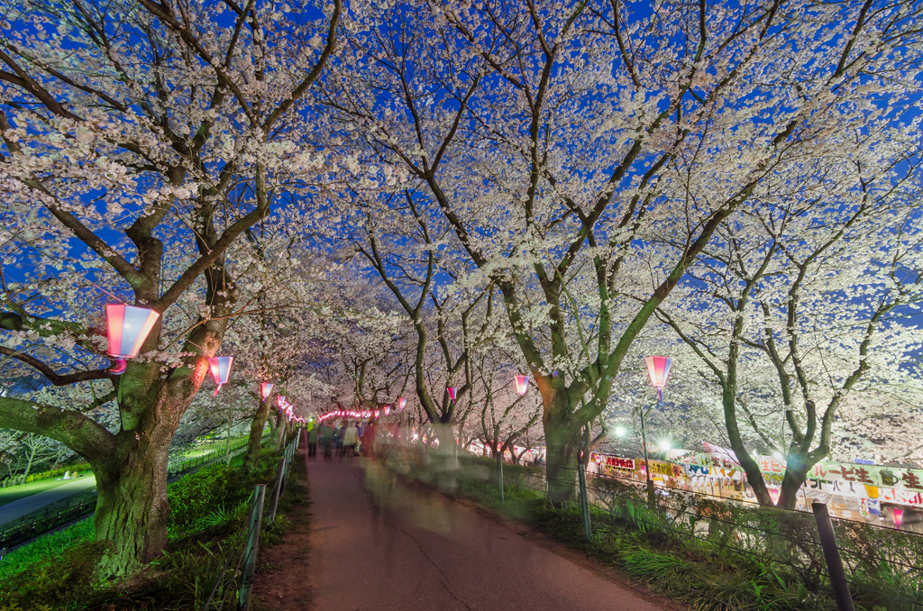 Photo of cherry blossoms at night