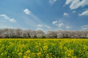 Photo of cherry blossoms and field
