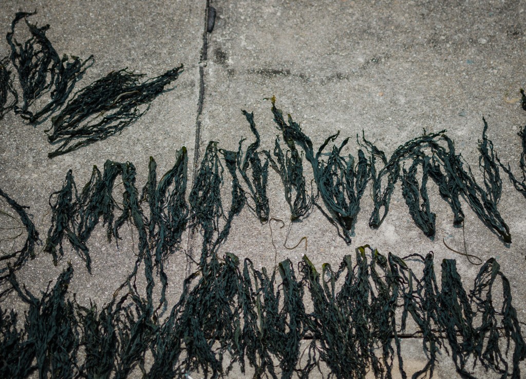 Drying Seaweed