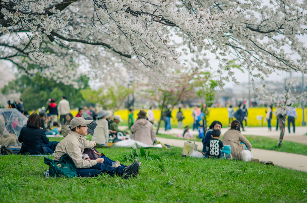People sitting beneath cherry blossoms