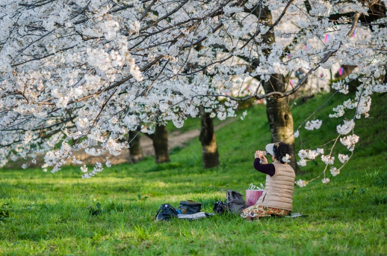 Woman taking picture of cherry blossoms