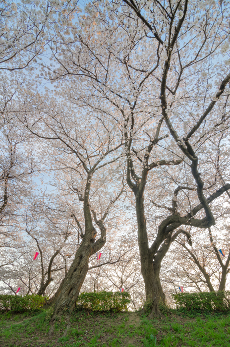 Tall cherry blossom trees