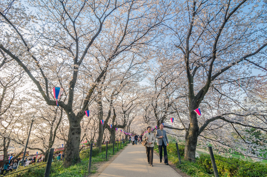 Photo of people walking beneath cherry blossoms