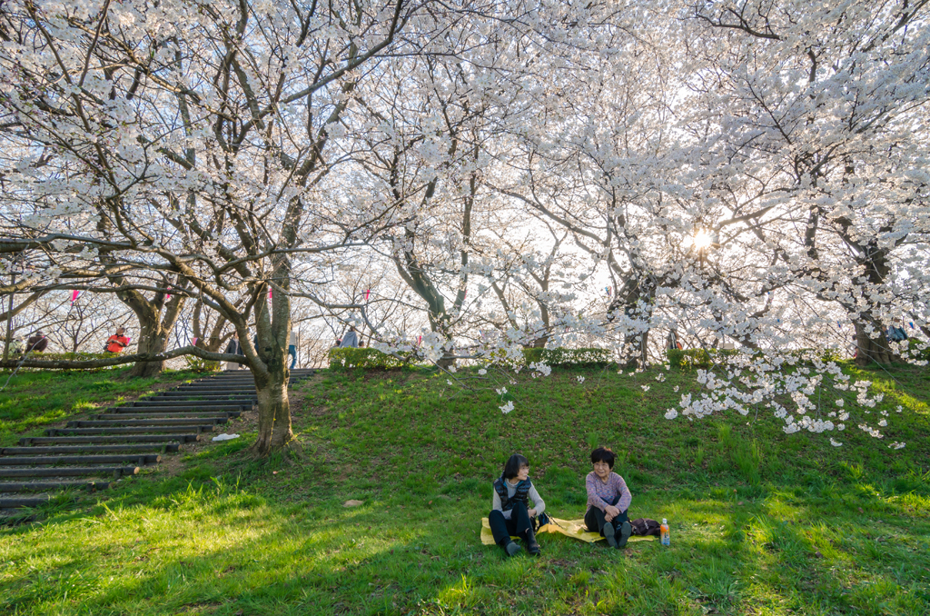 Ladies sitting beneath sakura
