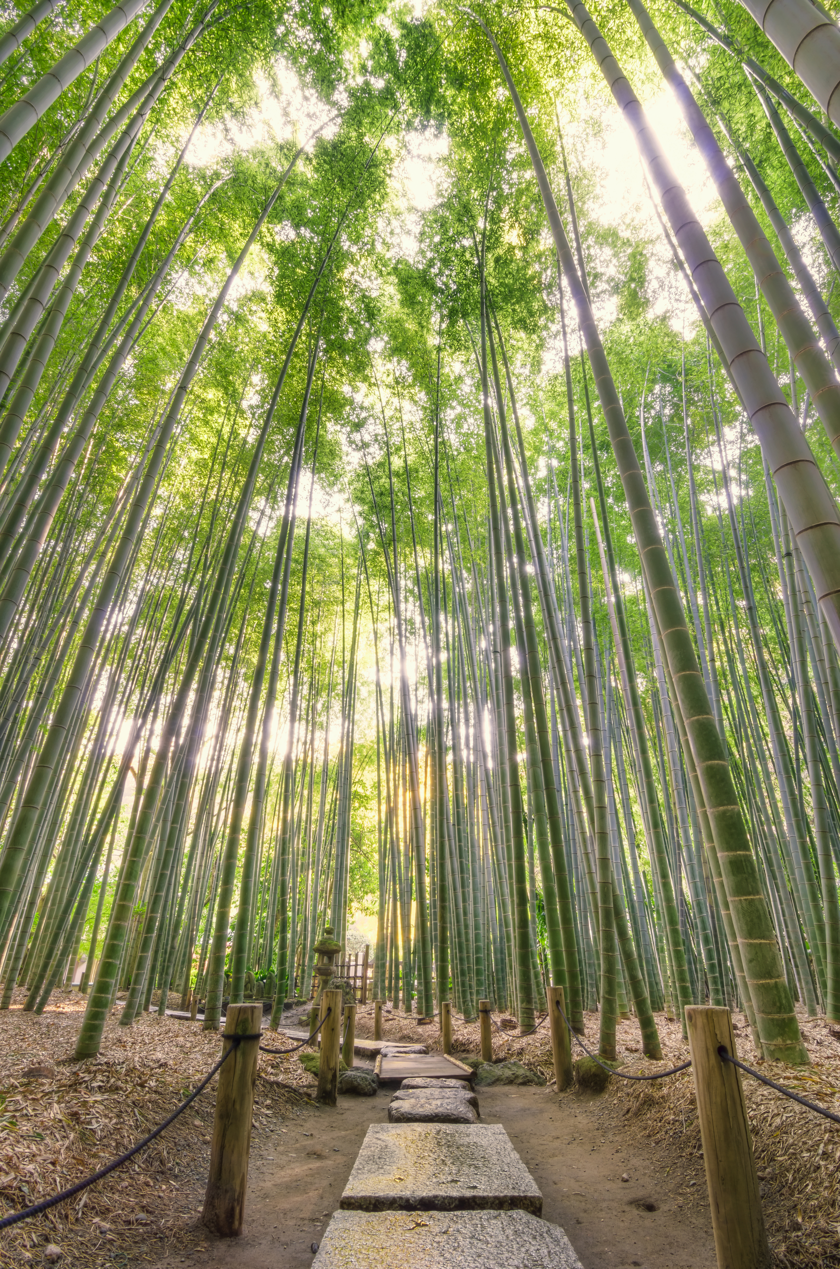 photo of bamboo forest in Japan