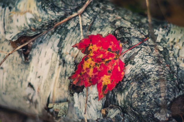 photo of autumn maple leaf