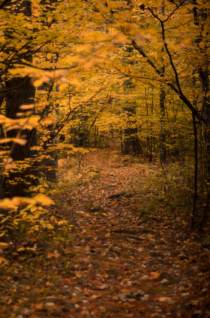 photo of autumn woods