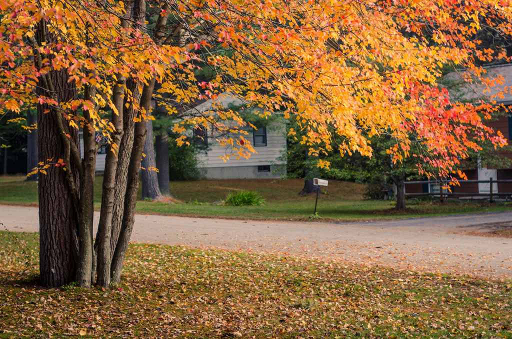 autumn front yard