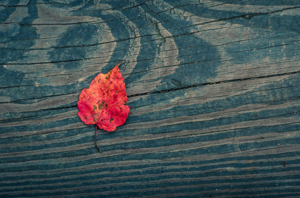 read autumn leaf on wood