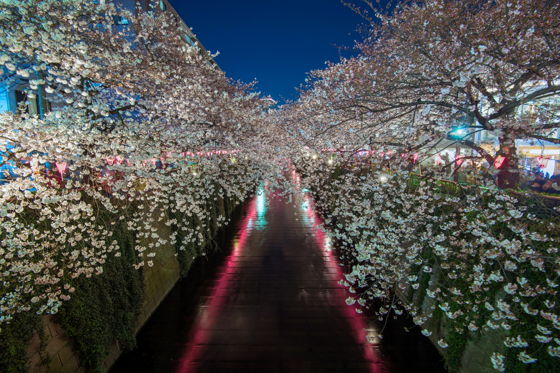 Photo of Cherry Blossoms in Tokyo Japan