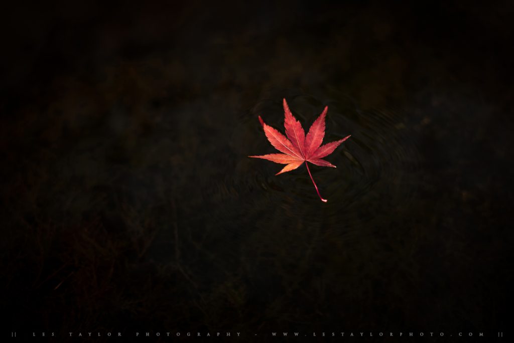 Autumn leaf in water