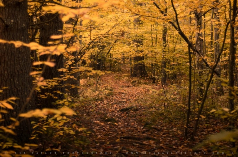 Path through autumn woods