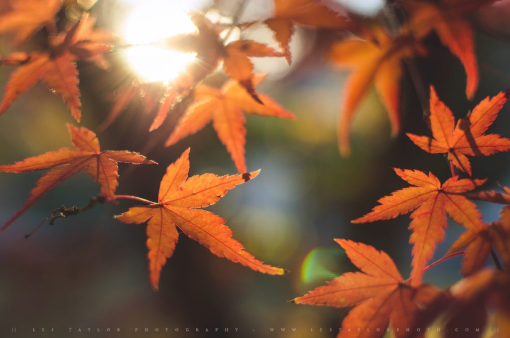 Orange autumn leaves photograph