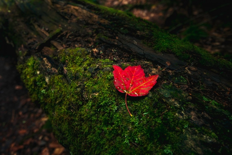 Autumn Leaf New Hampshire