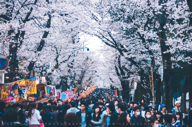 Cherry Blossom Festival In Japan