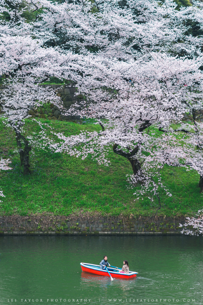 Boat and Cherry Blossoms Chidorigafuchi