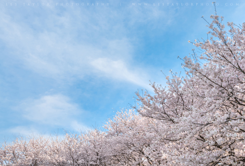 Cherry Blossoms and Blue Sky