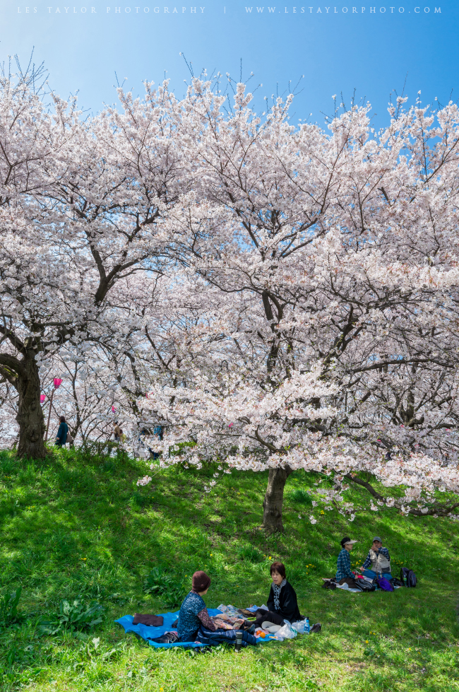 Hanami Under Cherry Blossoms