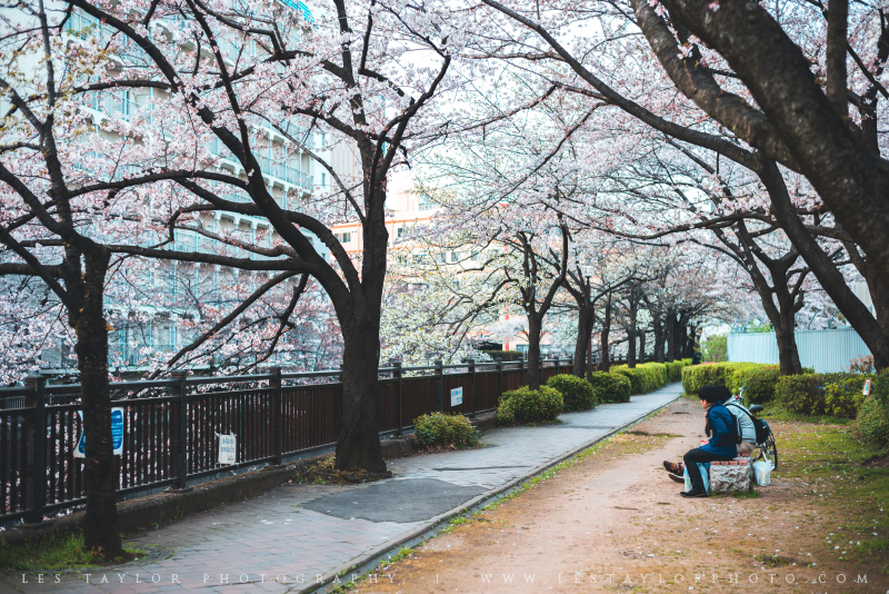 Cherry Blossoms City