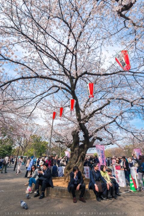 Cherry Blossoms in Tokyo Japan