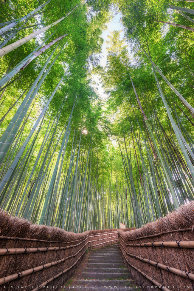 path through bamboo grove in Kyoto