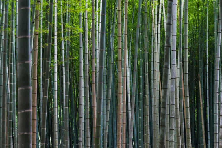 Japan Bamboo