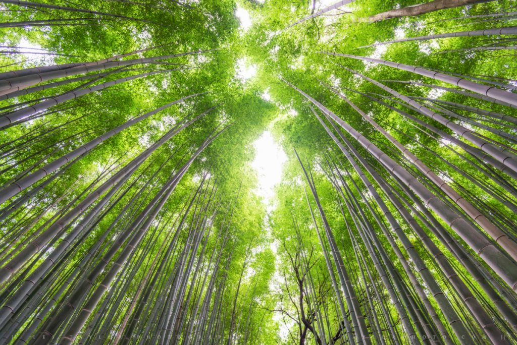 Photo of Bamboo Forest Kyoto