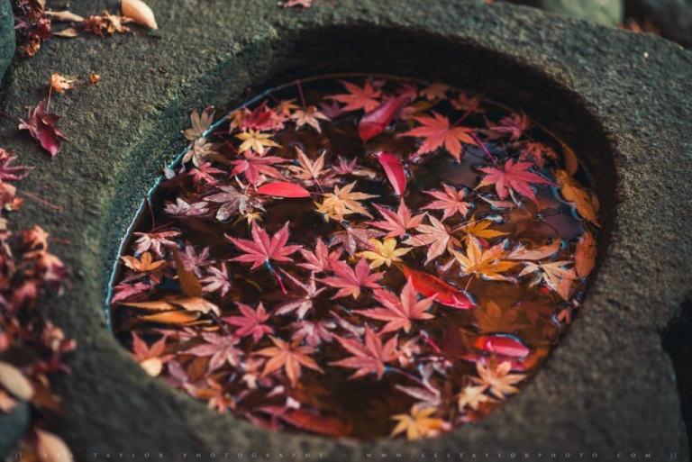 Autumn leaves in a basin
