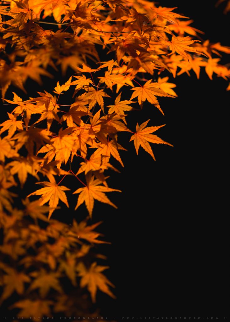 illuminated fall leaves